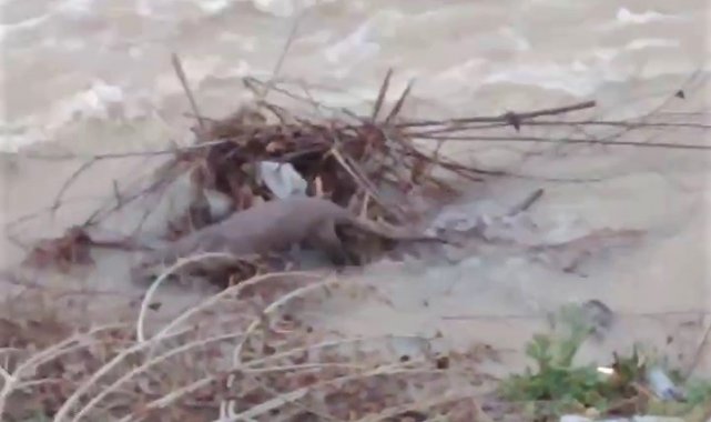 Nesli tükenmek üzere olan su samurları Araç Çayı'nda görüntülendi