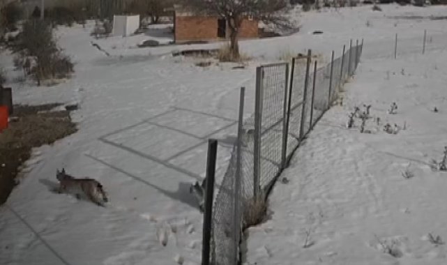 Nesli tükenmekte olan vaşaklar Bayburt'ta görüldü