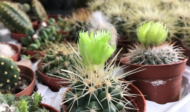 Öğrencilerin dekorasyon tercihlerinde kaktüs ilk sıralarda geliyor