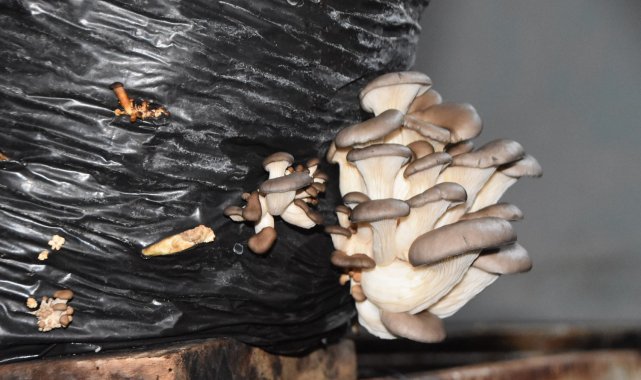 Okuduğu ilkokulun binasını kiralayıp mantar üretimi yaptı