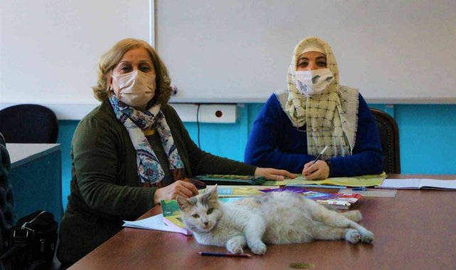 Okuma-yazma kursunun 'Şans'lı kedisi