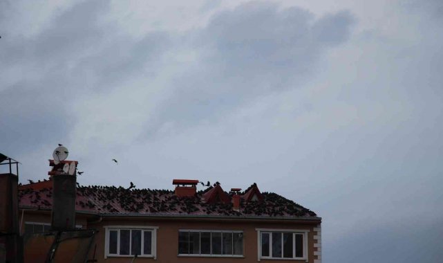 Oltu'da karga istilası