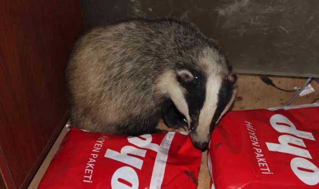 Ordu'da bir iş yerinde davetsiz misafir: Porsuk