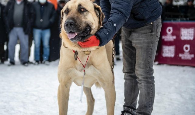 Ordu'da en güzel çoban ve av köpeği yarışı