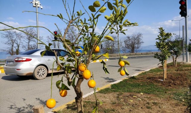 Ordu'da parklar narenciye bahçesi gibi