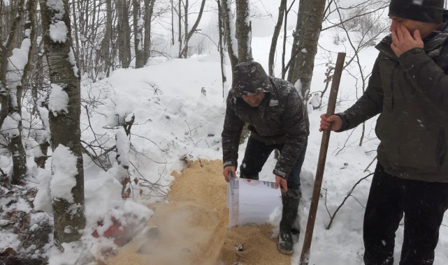 Ordu'da yaban hayvanları için doğaya 5 bin 800 kilogram yem bırakıldı