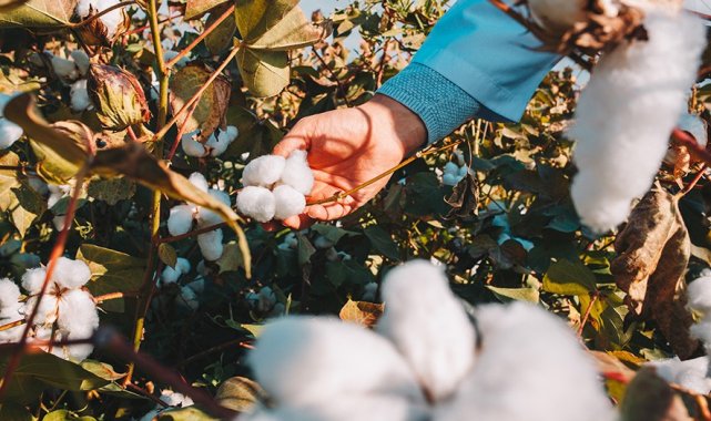 Organik Ege pamuğundan üretilmiş tekstil ürünleri çevre dostu ve daha güvenli