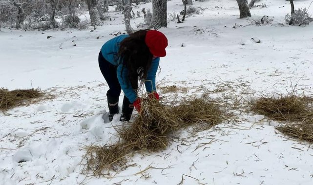 Orman ekipleri yaban hayvanlarının yanında