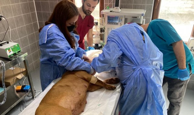 Osmaneli Belediyesi barınağında ilk kısırlaştırma operasyonu