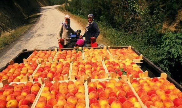Osmaneli'nde meyve suyu üretimi tesisi faaliyete geçecek