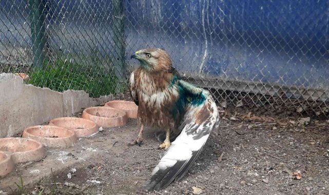 Osmaniye'de yaralı bulunan 2 kızıl şahin tedavi ediliyor