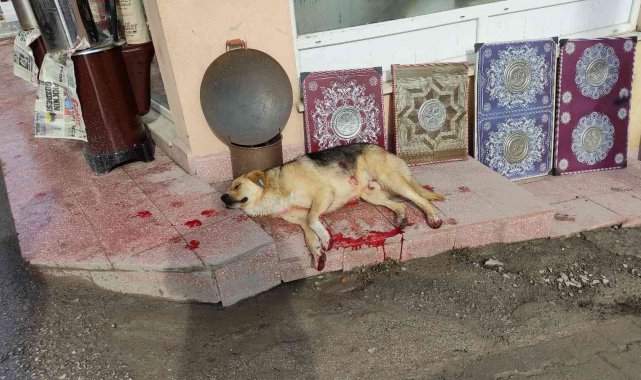 Otomobilin çarptığı köpek için seferber oldular