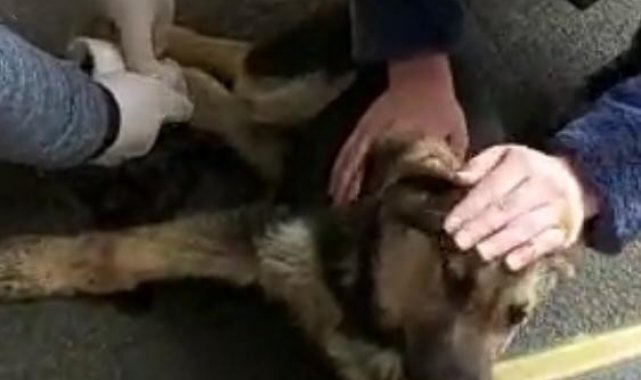 Otomobilin çarptığı sokak köpeği devlet hastanesinde tedavi edildi