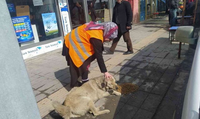 Özalp ilçesinde sokak hayvanları için beslenme etkinliği
