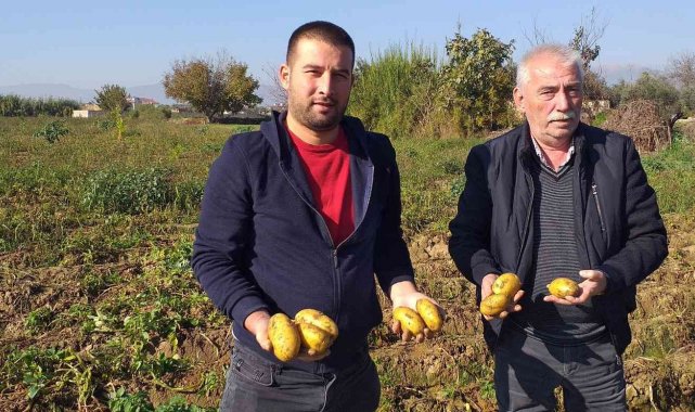 Patateste kış sökümleri devam ediyor