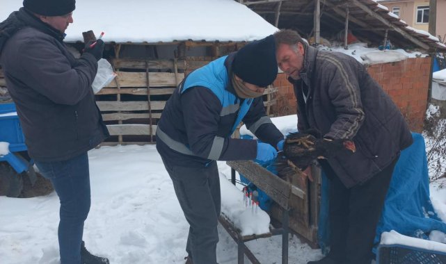 Pazarlar&#039;da &quot;Tavuk vebası&quot; taraması