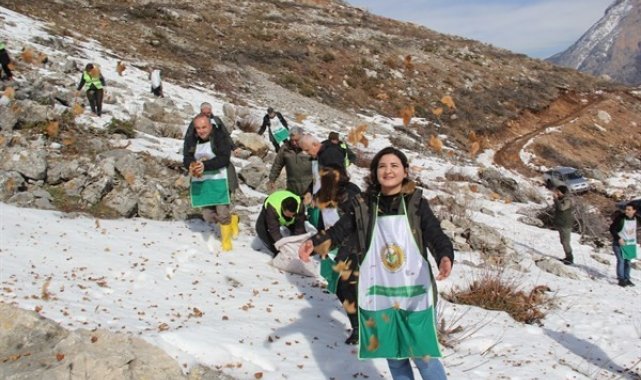 Pozantı&#039;da sedir tohumları toprakla buluştu