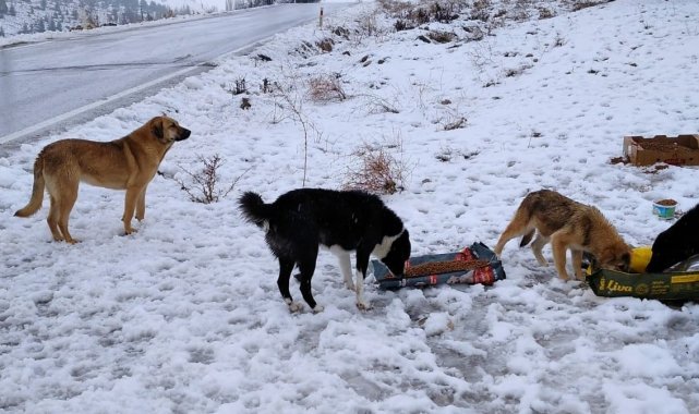 Pursaklar Belediyesi sokak hayvanlarına el uzatıyor