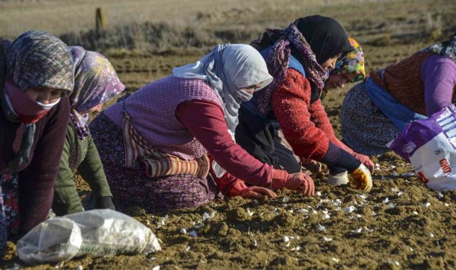 "Beyaz altın" toprakla buluştu