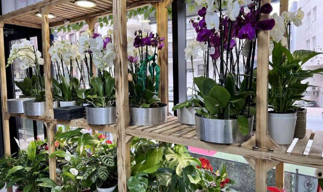 "Sevgililer Günü'nde en ucuz gül 30 TL'den satılacak"