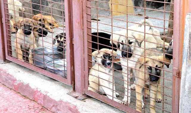 Restoranlarda artan yemekler çöpe değil barınağa gidecek