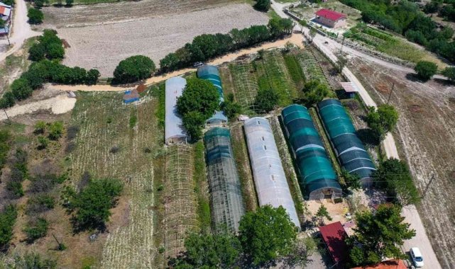 Safranbolu Belediyesi 1 yılda 130 bin çiçek üretti