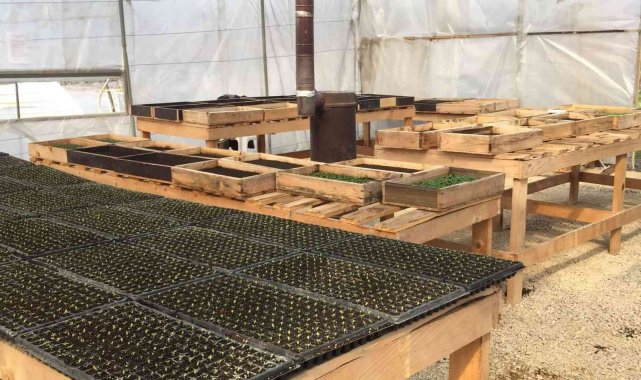 Safranbolu Belediyesi 55 bin yazlık çiçek tohumu ekimine başladı