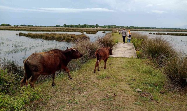 Samsun manda varlığında Türkiye'de 1. sırada
