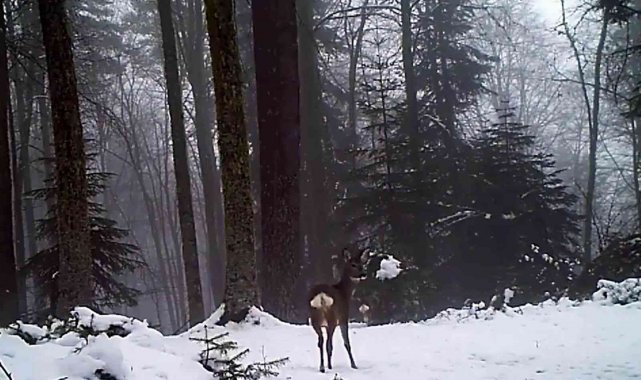 Samsun'da yaban hayatı fotokapana yakalandı