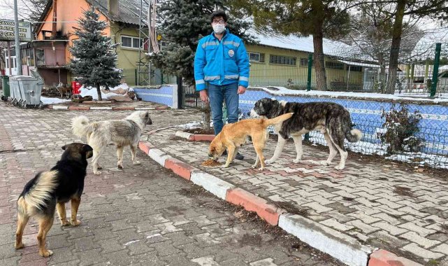Şaphane'de sokak hayvanlarına mama desteği