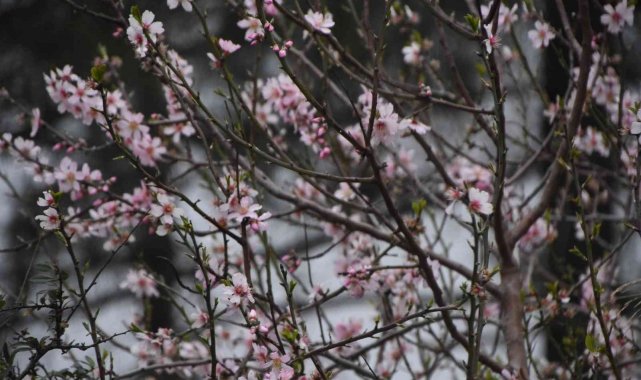 Şeftali ağacı Şubat ayında çiçek açtı
