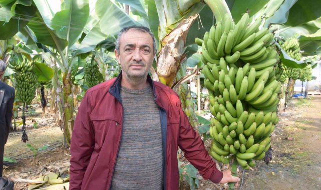 Seradan 8 TL&#039;ye çıkan muz üreticinin yüzünü güldürüyor