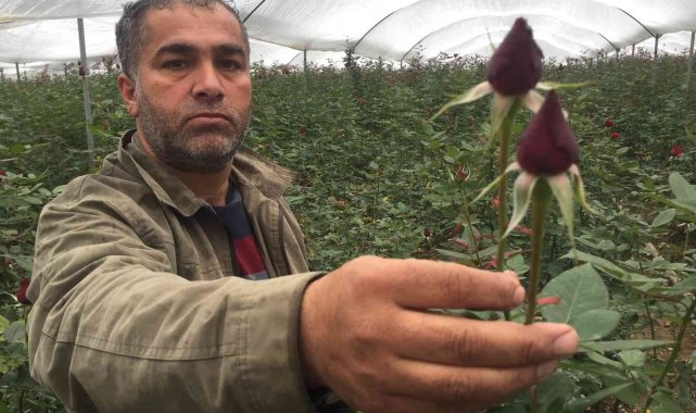 Sevgililer Günü öncesi gülü soğuk vurdu