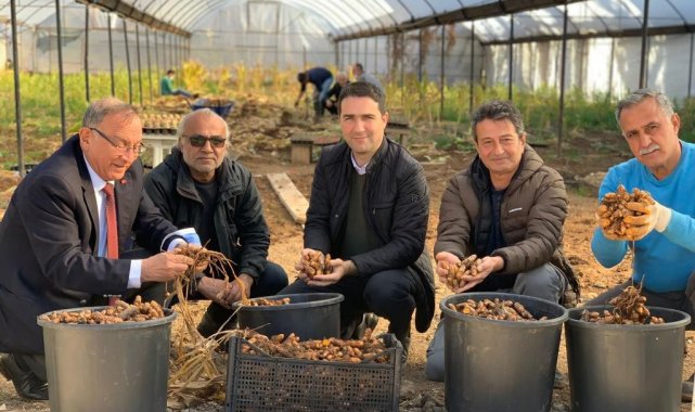 Seyhan Belediyesi zerdeçal üretiyor