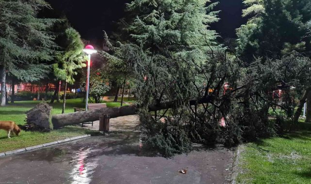 Şiddetli fırtına ağacı devirdi