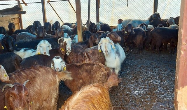 Şiddetli yağışta mahsur kalan 87 hayvanı itfaiye kurtardı