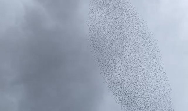 Sığırcık kuşlarından görsel şölen