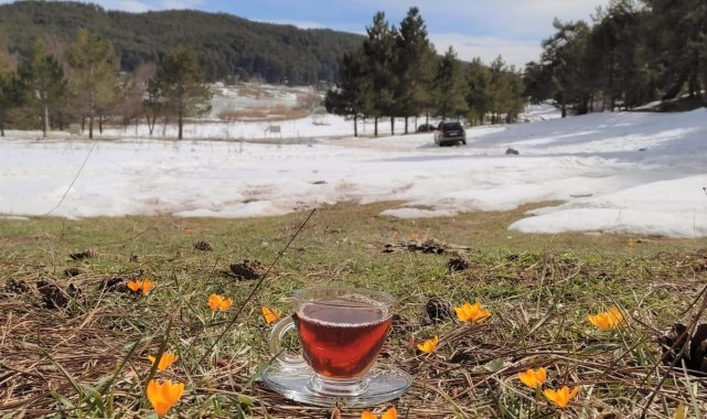 Simav Gölcük Yaylası, baharın müjdecisi çiğdemlerle renklendi