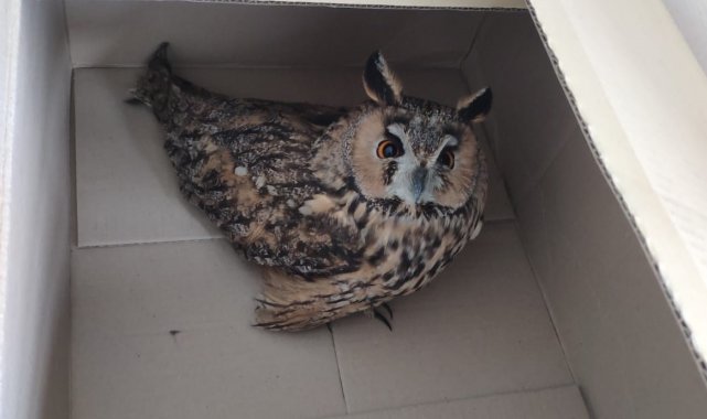 Sincan Belediyesi personeli, nesli tükenmekte olan baykuşu kurtardı