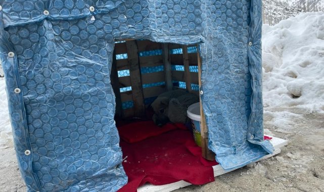 Şırnak'ın Uludere ilçesinde güvenlik güçleri sokak hayvanlarına kulübe bıraktı