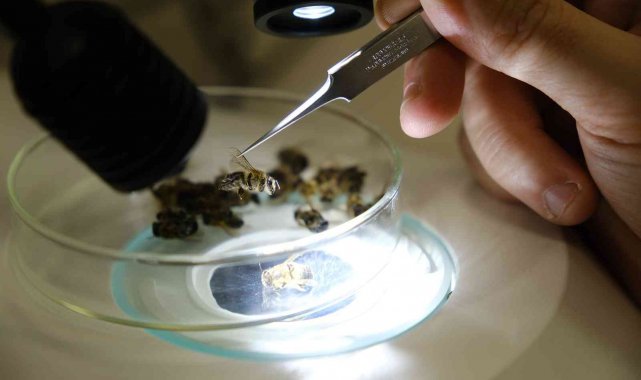 Sivas Cumhuriyet Üniversitesi arı hastalıkları teşhisine başladı