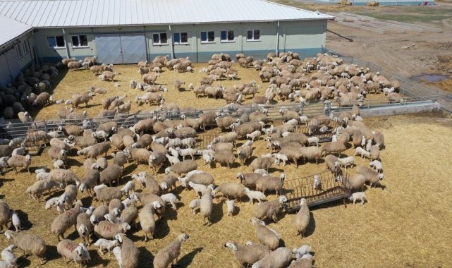 Sivas&#039;ta küçükbaş hayvan varlığı 900 bini aştı