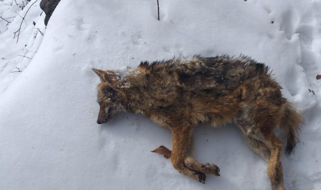 Soğuk havalar yaban hayatını olumsuz etkiliyor