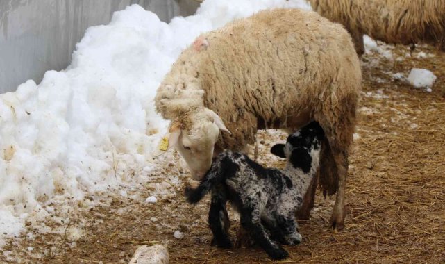 Soğuk kış günlerinde koyunların kuzulama dönemi devam ediyor
