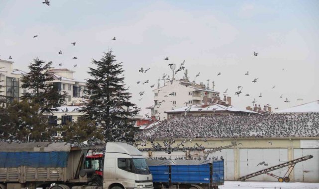 Soğukta yiyecek araya güvercinler Ticaret Borsası'nda adeta nöbet tutuyor