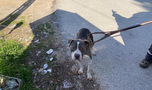 Sokak köpeklerini yaralayan pitbull yakalanarak barınağa götürüldü
