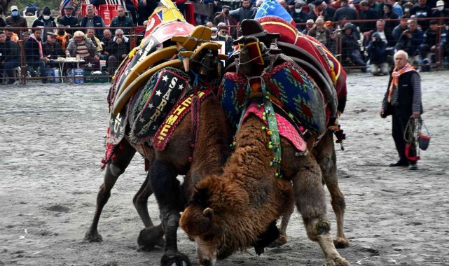 Söke 7. Geleneksel Deve Güreşi Festivali yoğun ilgi gördü