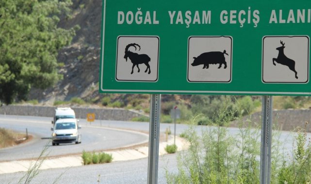 Söke-Milas karayolu yaban hayatını tehdit ediyor