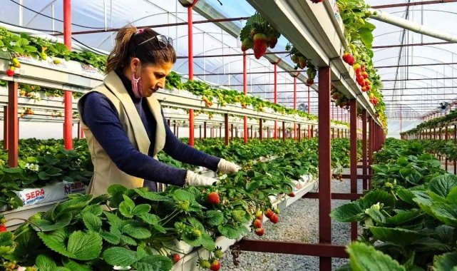 Sökeli Nilgün öğretmen seracılığa el attı, çilek üretiminde başarıyı yakaladı