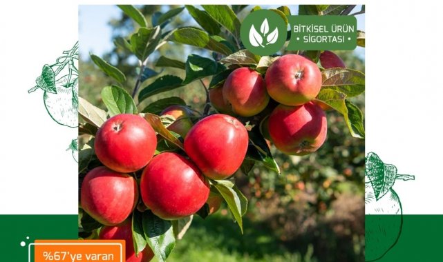 TARSİM: ''Elma ürününüz TARSİM güvencesinde''